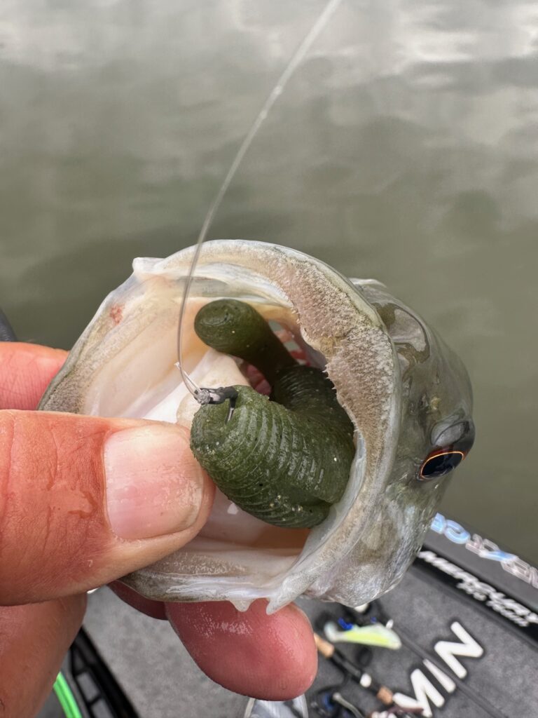 A New Bait In Fred's Tackle Box