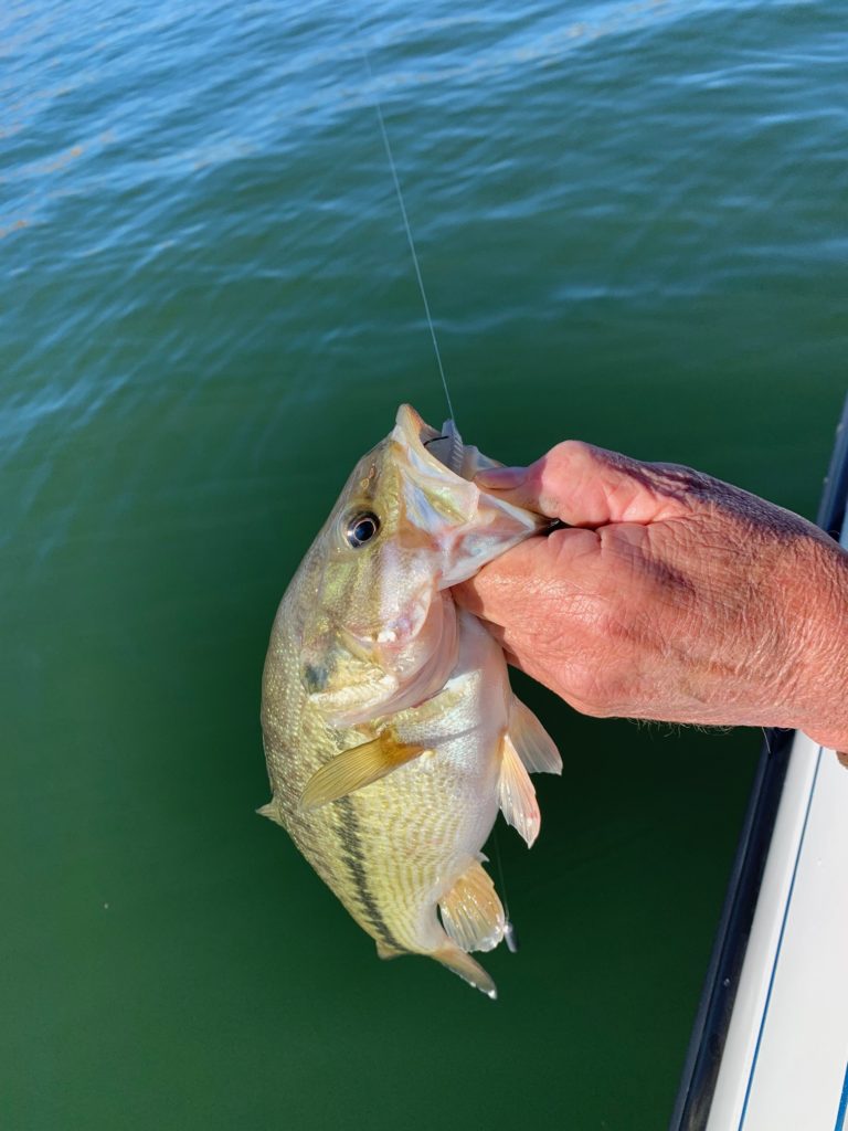 Fishing The 3” Shad Shape Worm
