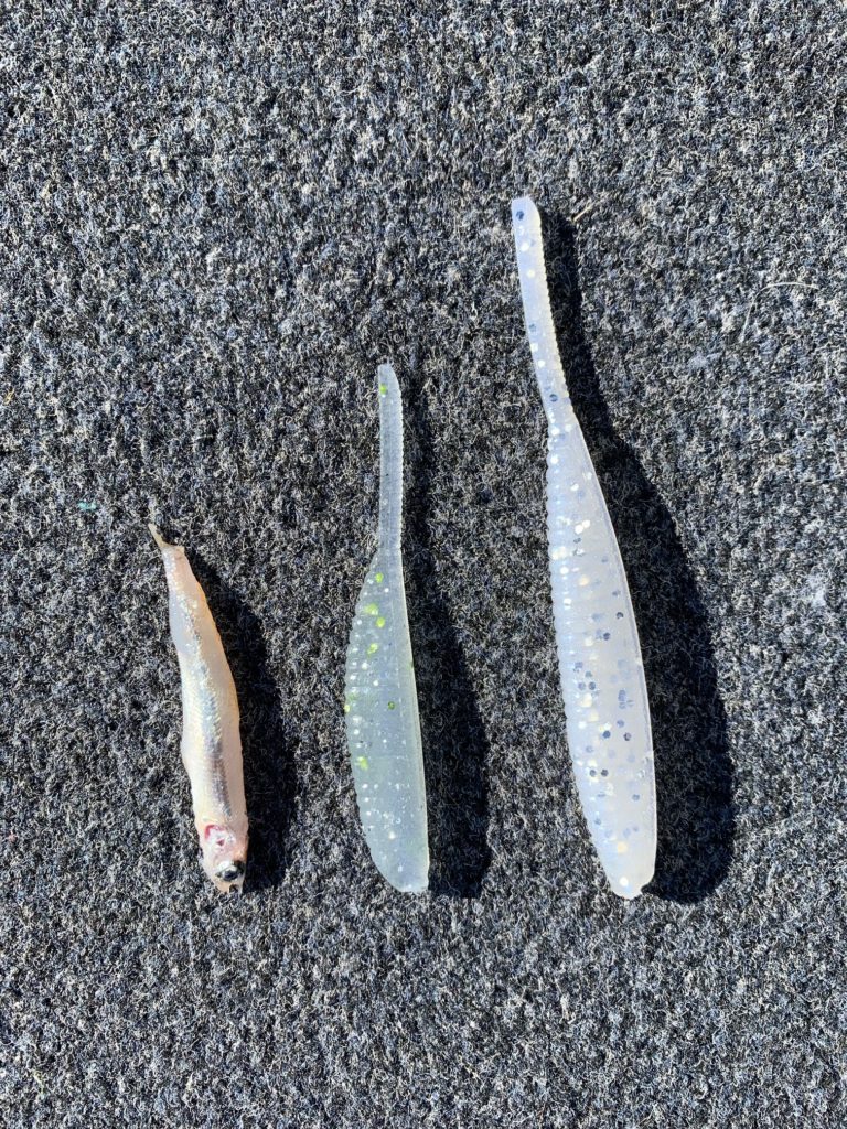Fishing The 3” Shad Shape Worm