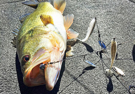 The A-Rig: Answer to Winter Fishing?