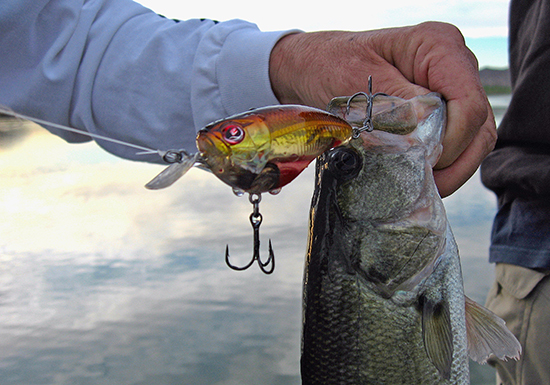When the shad and the bass are scattered, a crankbait can help you find them.