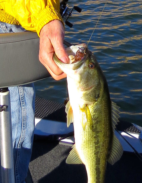 Hula grubs on football head jigs are classic night fishing baits.&nbsp;