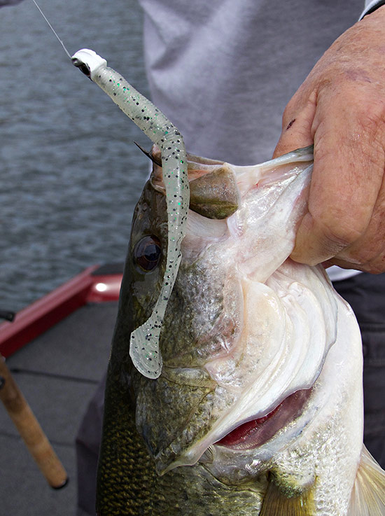 If the fish are deeper, rig the swimbait (here, a Swimming Senko) on a jighead and fish it close to the bottom.