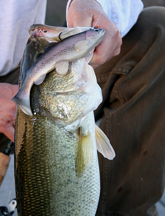 anderson-swimbait03.jpg