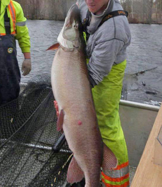 A giant musky being handled by MNR biologists. Despite professional handling, see the eggs pouring out of this female. -&nbsp;Photo courtesy of Spencer Berman.