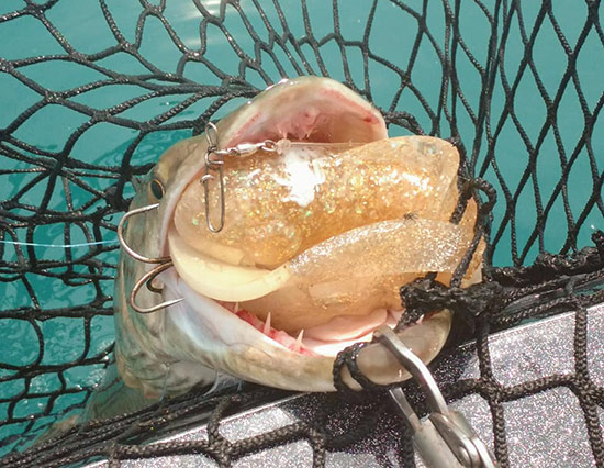 blog-musky01.jpg