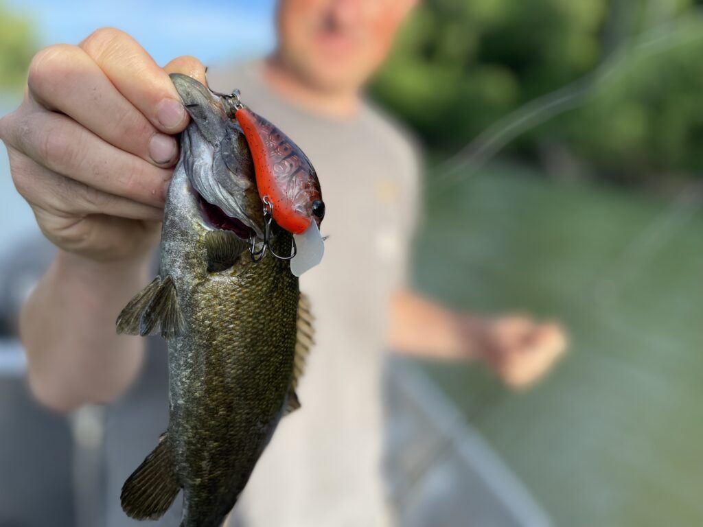 <strong>3 Hot Baits For Summer River Smallmouth</strong>