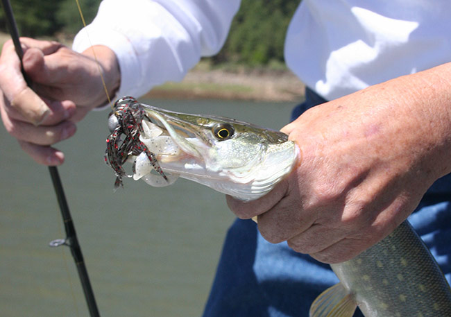 insideline-anderson-allfish03.jpg