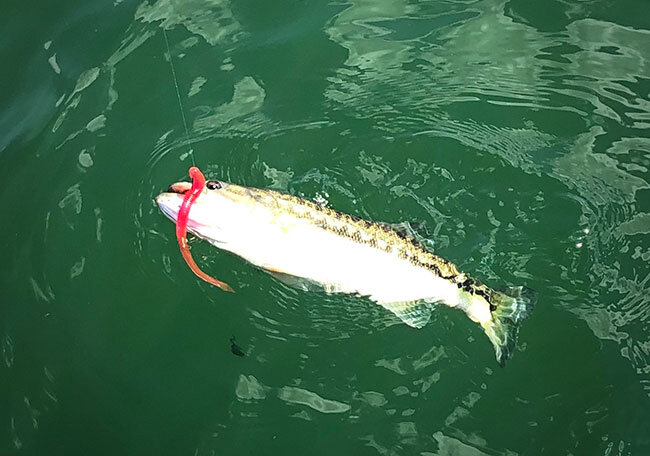 Upsizing Your Finesse Approach With the Kut Tail Worm