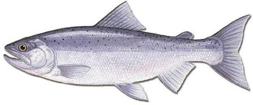 insideline-blog-kokanee02.jpg