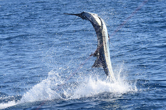 insideline-blog-sailfish04.jpg