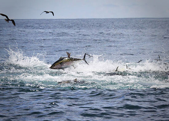 insideline-blog-saltwater01.jpg