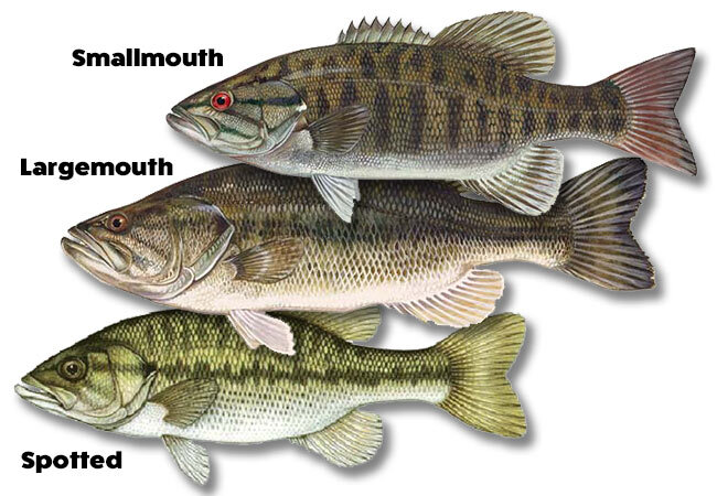 Gary Dobyns' Best Black Bass Memories