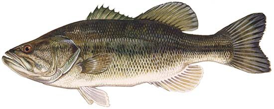 largemouth bass