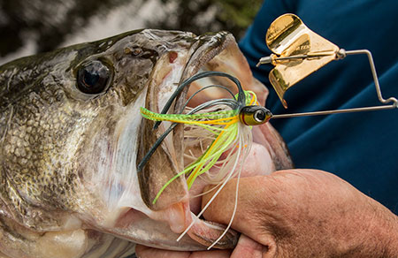 Buzzbaits were particularity effective early, and on shady banks as the sun got higher. - photo by Walker Smith