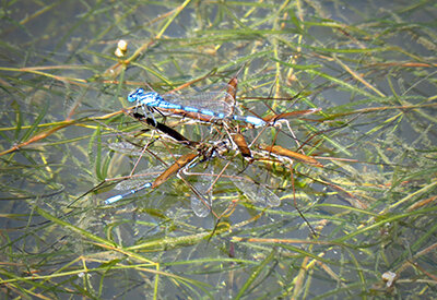 Tai looks not only for birds, but also for dragonflies. A cove with a lot of dragonfly action is a great place to throw topwater.