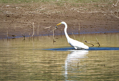Birds on the water's edge usually means that baitfish are up shallow. The egret has caught a minnow.