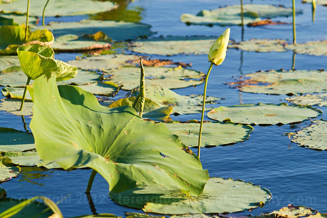 Lily pads and other forms of vegetation abound on Ross Barnett.