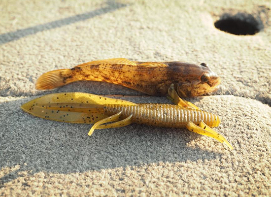 The Yamamoto Sanshouo salamander is a spot-on goby imitator.
